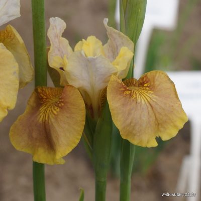 Iris sibirica ‘White Amber’