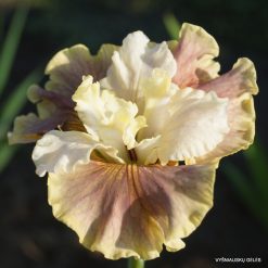Iris sibirica 'Wynne Magnolia'