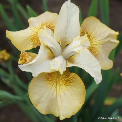 Iris sibiricus 'Creme Caramel' (2)