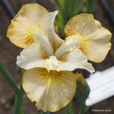 Iris sibiricus 'Creme Caramel'