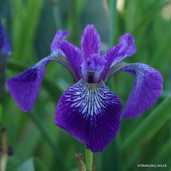 Iris versicolor (3)