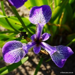 Iris versicolor (4)