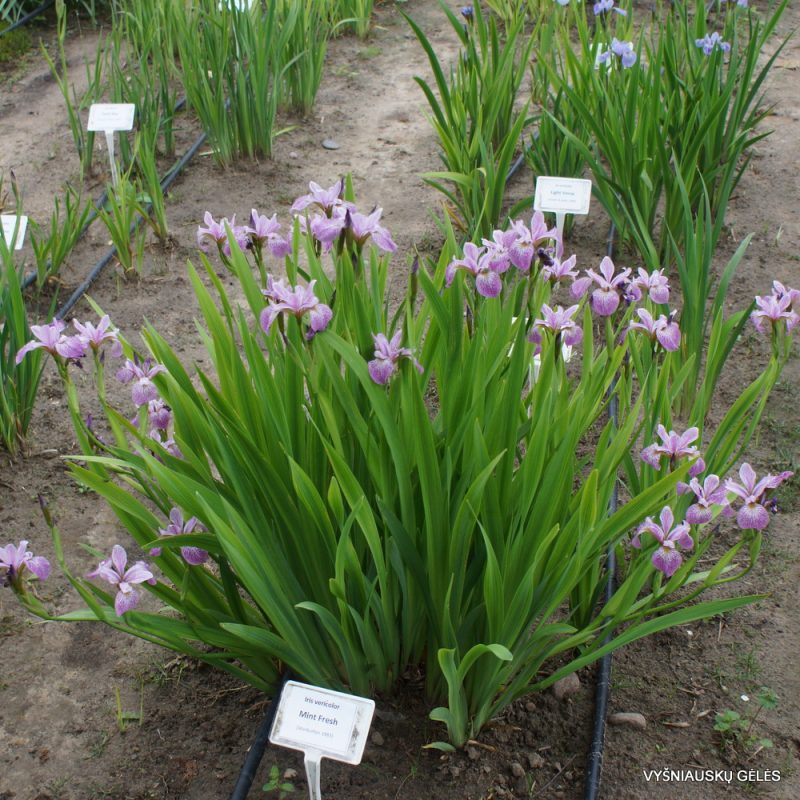 Iris versicolor 'Mint Fresh' (2)