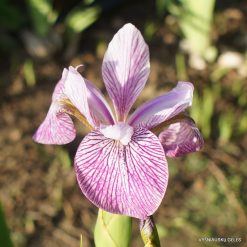 Iris versicolor 'Mint Fresh'