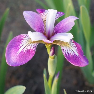 Iris versicolor 'Rowden Aria'