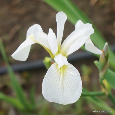 Iris versicolor ‘Versicle’