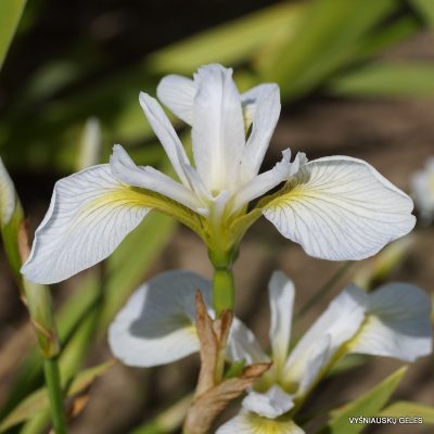 Iris versicolor 'Versicle'