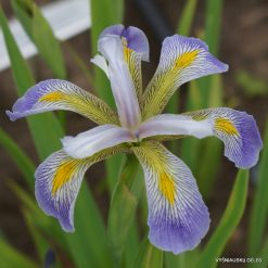 Iris versicolor, Iris virginica and hybrids