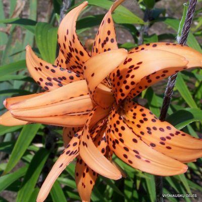 Lilium lancifolium 'Flore Pleno'