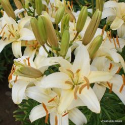 Lily-Nuotaka (2)