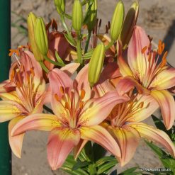 Lily-Rojaus-Paukštė