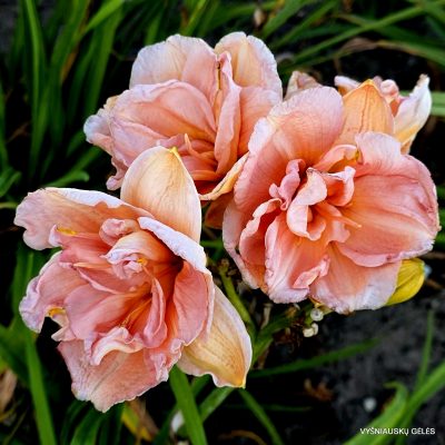'Peggy Bass'