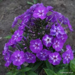 Phlox Phlox 'Adessa Special Purple Star' (6)