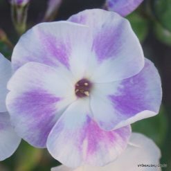 Phlox paniculata ‘Deja Vu‘ (5)