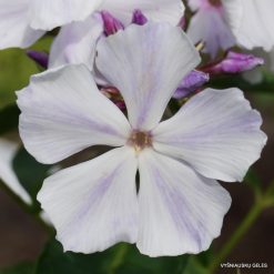 Phlox paniculata ‘Nebesa‘ (5)