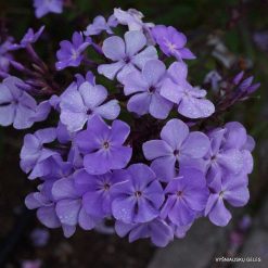 Phlox ‘Cool of the Evening’ (2)