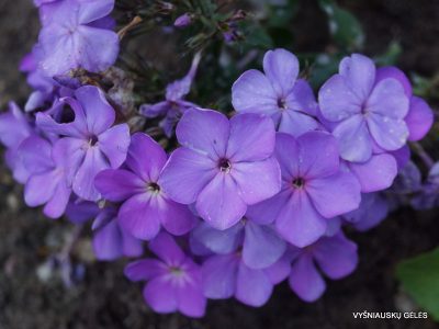 Phlox ‘Cool of the Evening’ (2)