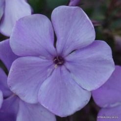 Phlox ‘Cool of the Evening’ (4)