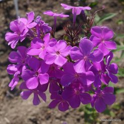Phlox ‘Cool of the Evening’ (6)