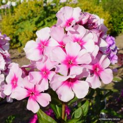 Phlox ‘Dachnyi‘
