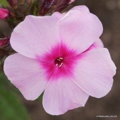 Phlox ‘Dachnyi‘ (2)