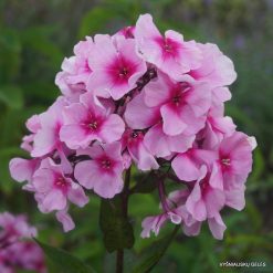Phlox ‘Dachnyi‘ (3)