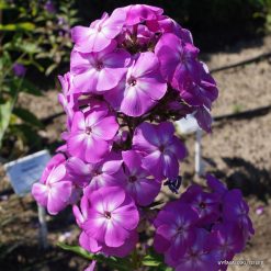 Phlox ‘Fliedertraum‘