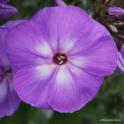 Phlox ‘Fliedertraum‘ (2)