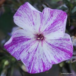 Phlox ‘Freckle Purple Shades‘ (7)
