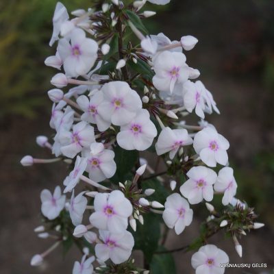 Phlox ‘Jill‘ (2)