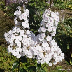 Phlox ‘Jill‘
