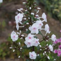Phlox ‘Jill‘ (6)
