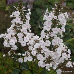 Phlox ‘Jill‘ (7)