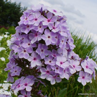 Phlox ‘Lavender Light‘