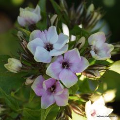 Phlox ‘Mike‘s Choice‘