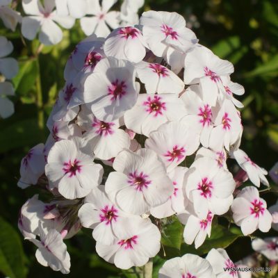 Phlox ‘Mike’s Favourite‘