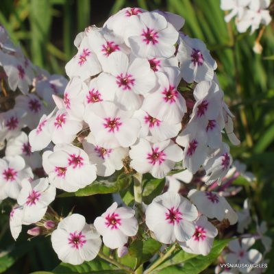 Phlox ‘Mike’s Favourite‘ (2)