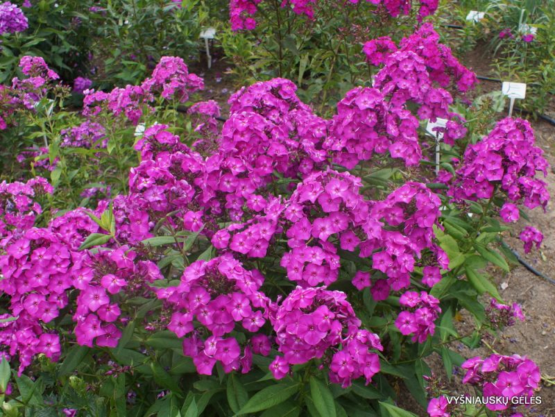 Phlox ‘Pokrovskii Baron‘ (2)