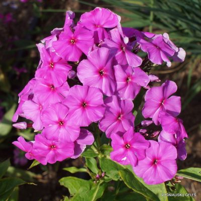 Phlox ‘Purple Flame’ (2)
