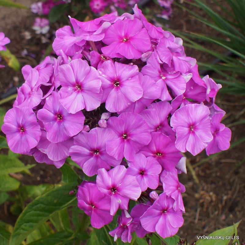 Phlox ‘Purple Flame’ (3)