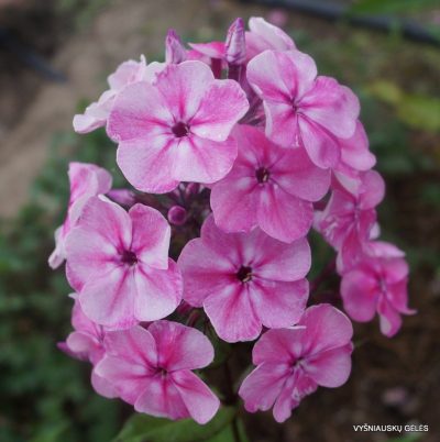 Phlox ‘Rozovyi Zhemchug’