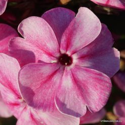 Phlox ‘Rozovyi Zhemchug’ (3)