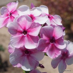 Phlox ‘Rozovyi Zhemchug’ (4)