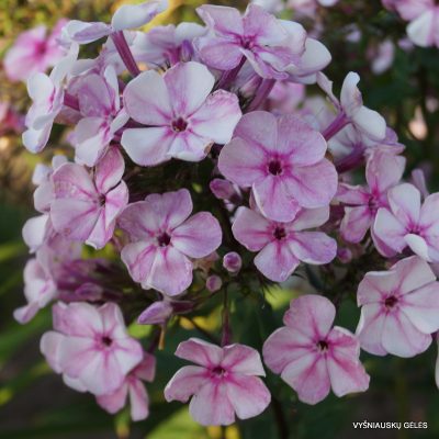 Phlox ‘Rozovyi Zhemchug’