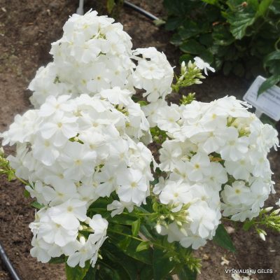 Phlox ‘Schneemann‘ Phlox ‘Schneemann‘