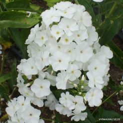 Phlox ‘Schneemann‘ (2)