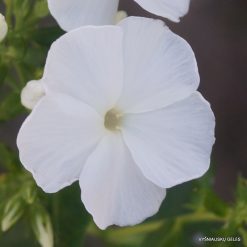 Phlox ‘Schneemann‘ (3)