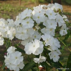 Phlox ‘Schneemann‘ (4)