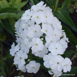 Phlox ‘Schneemann‘