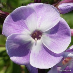 Phlox ‘Violetta Gloriosa‘ (3)